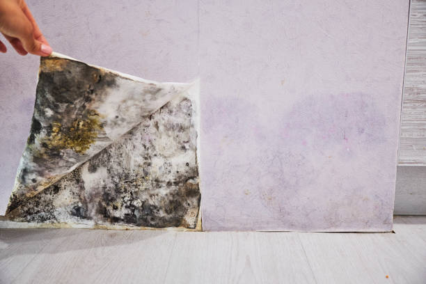 Best Insurance-Related Mold Remediation in Pioneer, OH